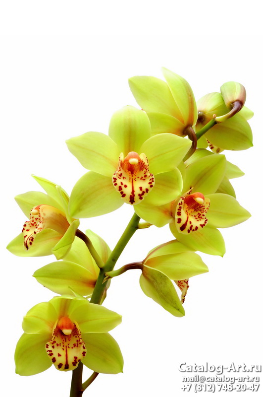 Натяжные потолки с фотопечатью - Желтые и бежевые орхидеи 1